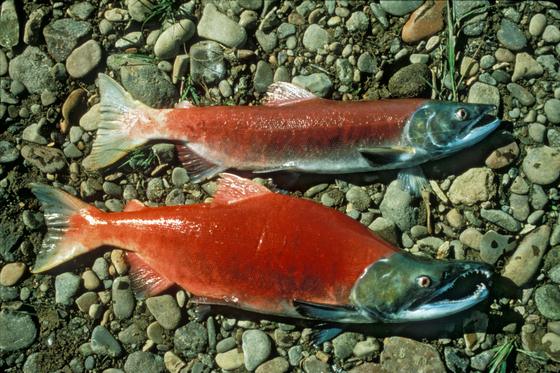 Kokanee salmon