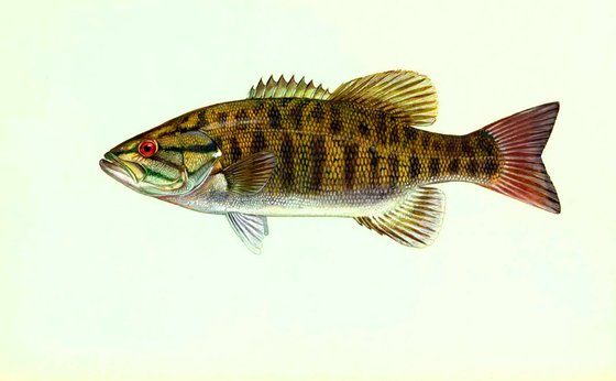 Smallmouth bass illustration