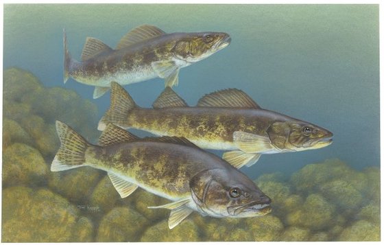 Walleye illustration