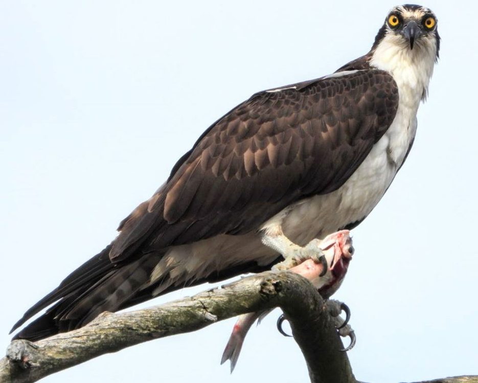 An osprey carrying a fish it just caught
