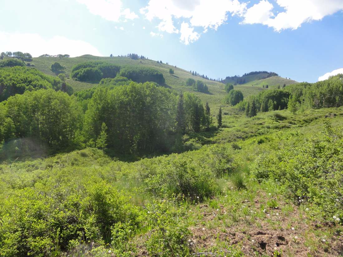 High grassy country in the Weminuche Wilderness above Vallecito