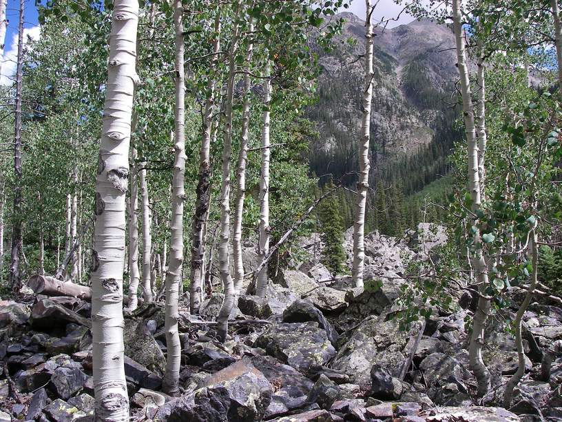 Golden aspens in the Weminuche Wilderness in autumn